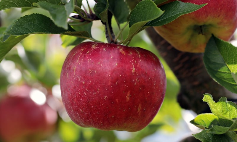 Food Image